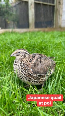 Image 1 of Female Japanese quail at point of lay