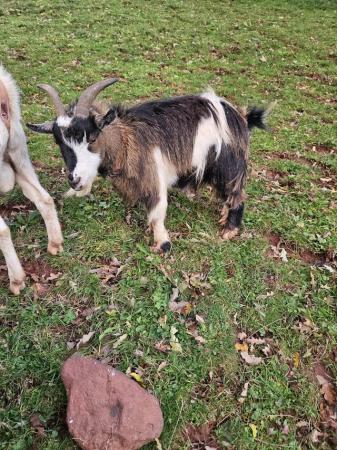 Image 1 of Pygmy whether Goat for sale