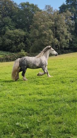 Image 1 of 13.3hh, ride and drive cob gelding. 7yo