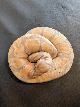 Image 4 of Royal/ball pythons with or without set up