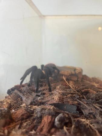 Image 4 of For Sale  Mexican Golden Red Rumped Tarantula and enclosure