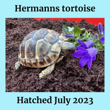 Image 5 of Baby Hermann’s tortoises.Setups also available