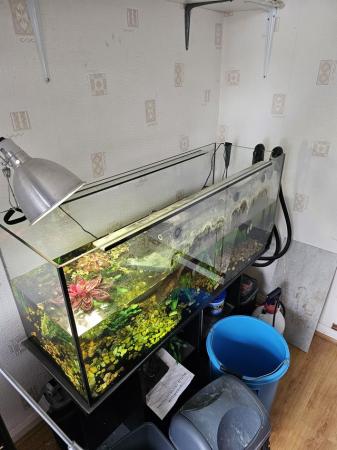 Image 3 of 3 year old female reeves' turtle with tank etc