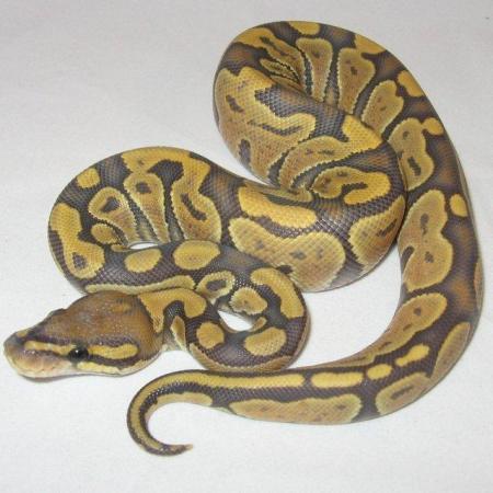 Image 8 of NEW...ROYAL PYTHON MORPHS & OTHER SNAKES NOW IN STOCK