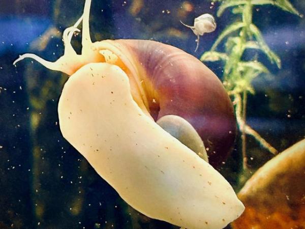 Image 8 of Mystery aquatic aquarium snail purple, blue, magenta, ivory