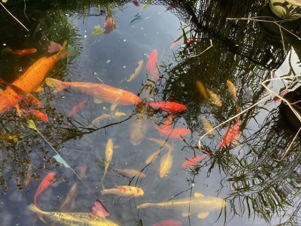 Image 4 of POND FISH: KOI, 80 other FISH POND PUMP AND FILTER