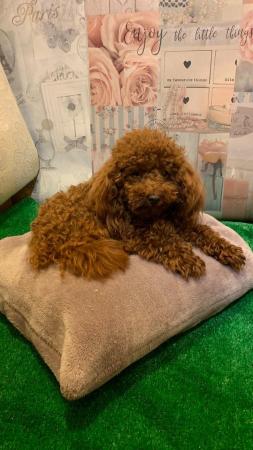 Image 3 of Extensively Health Tested Deep Red Toy Poodle Stud