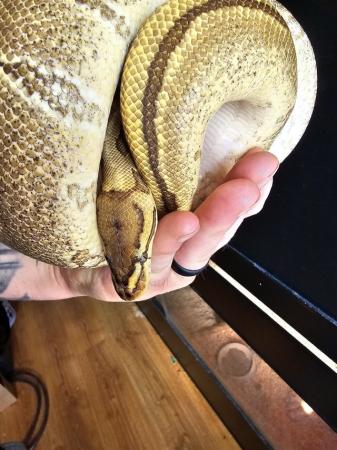 Image 5 of 3 years old royal python (male)