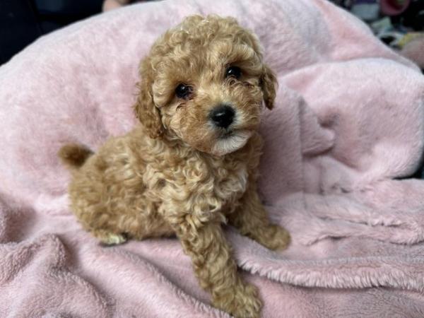 Image 1 of Stunning Red Maltipoo Puppies - ready today!