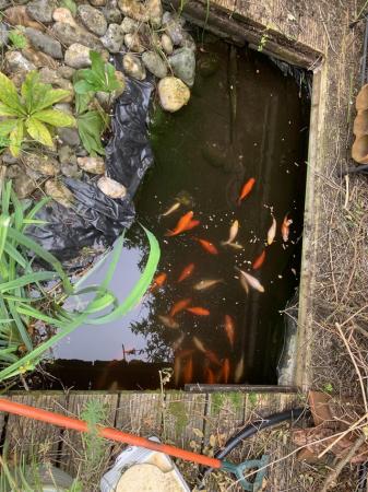 Image 1 of 50+ Large 4-6” goldfish (assorted colours)