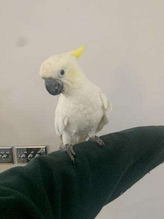 Image 5 of HandReared Tame Talking Yellow Crested Cockatoo