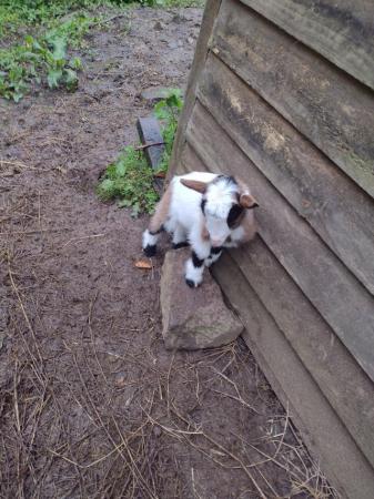 Image 3 of Beautiful Dwarf dairy goat Billy kid