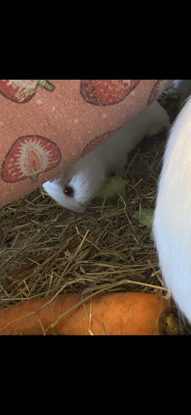 Father and son guinea pigs for sale — photo 3 of 4