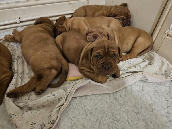 Image 3 of Chunky dogue de bordeaux puppies