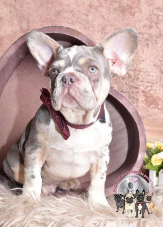 Image 6 of Kc Frenchie puppies Isabella carrier merles