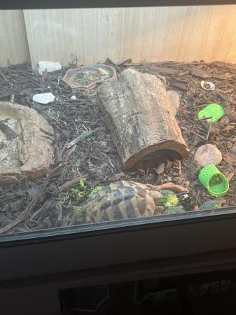 Image 2 of Herman’s Tortoise for sale including all set up