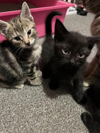 Image 5 of 8 week old kittens looking for loving new homes