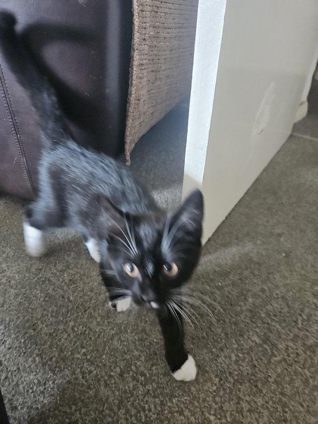 13 week old kitten ready for new home