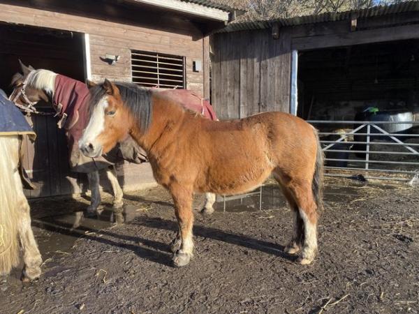 Image 1 of Part loan available for two 12h ponies