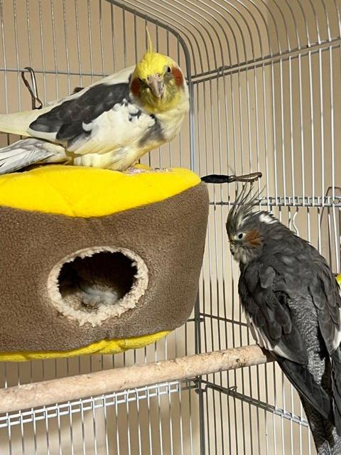 Preview of the first image of Two Lovely Cockatiel to rehome.