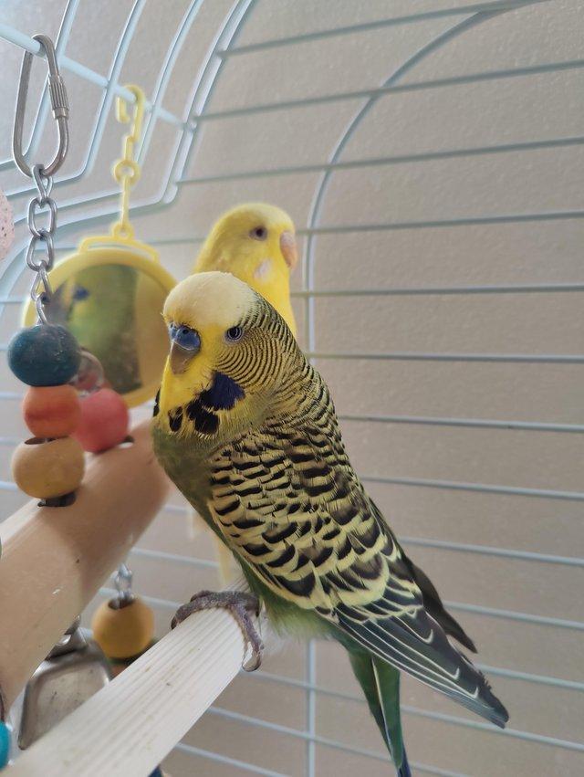 Preview of the first image of X Budgies, Finches & Canaries Available X.