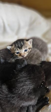 Image 7 of Gorgeous kittens looking for a loving home