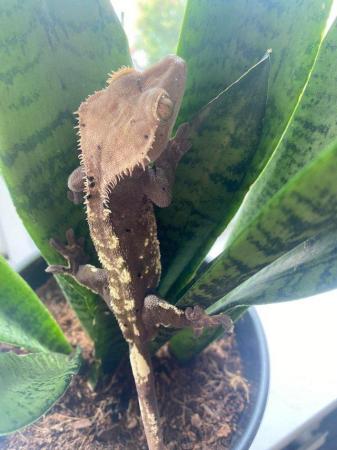 Image 5 of Male crested gecko for rehome