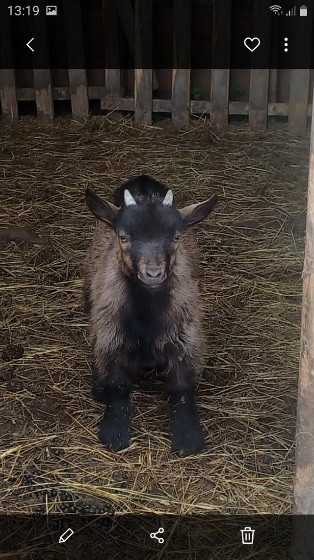 Preview of the first image of Pygmy Goats Very Healthy.