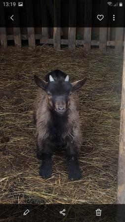 Image 1 of Pygmy Goats Very Healthy