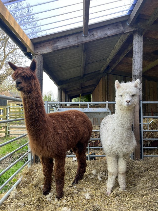 Preview of the first image of 2 male alpacas for sale.