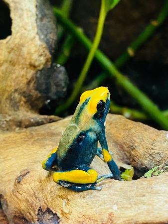 Image 3 of Dart Frogs For Sale Various Species