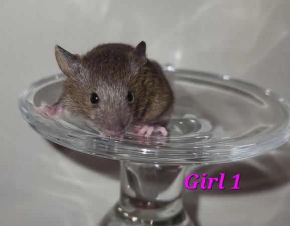 Image 40 of Beautiful friendly Baby mice - girls and boys.