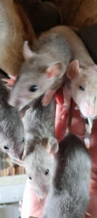 Image 7 of 100% tame baby rats. Guaranteed!!