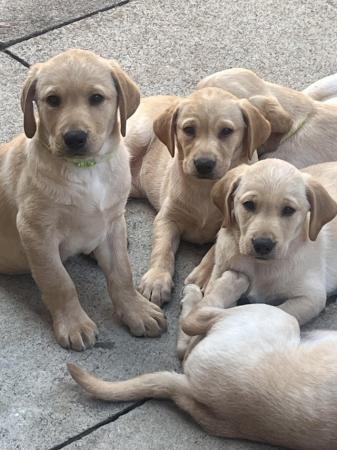 Image 1 of Gorgeous Chunky kc registered Labrador puppies