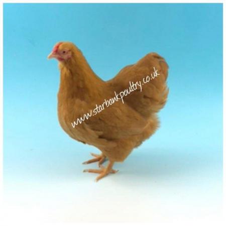 Image 26 of *POULTRY FOR SALE,EGGS,CHICKS,GROWERS,POL PULLETS*