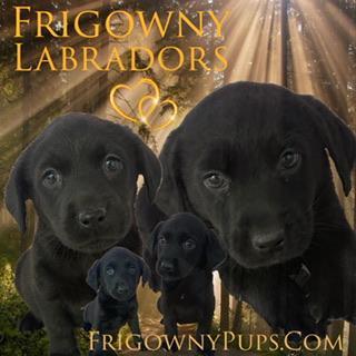 Image 1 of Beautiful Black Labrador Puppies
