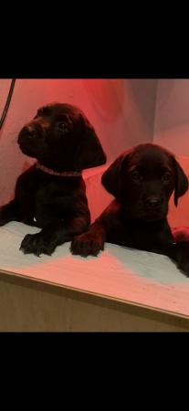 Image 11 of Labrador pups ready to leave
