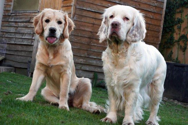 Image 6 of Golden Clumber Puppies - Waiting List Open