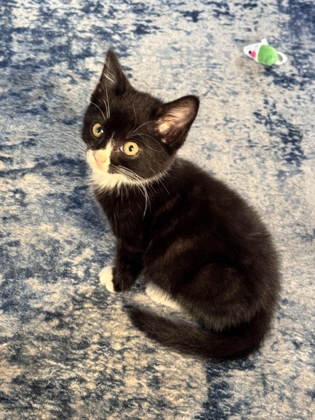 2 beautiful playful kittens — photo 2 of 4