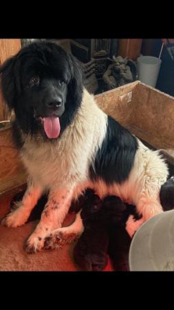 Image 2 of Newfoundland Puppies for sale