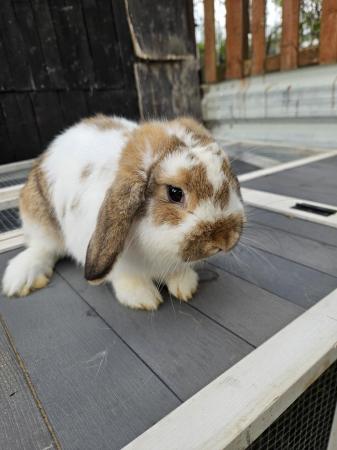 Image 4 of Mini Lop bunnies from 8 week old