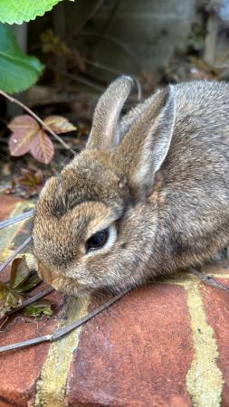 Image 3 of 1x Baby Male Netherland Dwarf desperate for a home