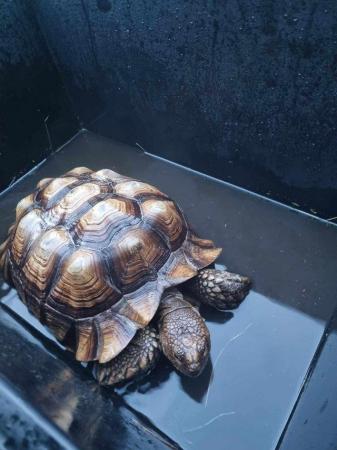 Image 5 of 9 year old friendly sulcata looking for home