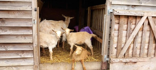 Image 1 of Female and wether goat kids.