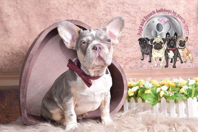 Image 4 of Kc Frenchie puppies Isabella carrier merles