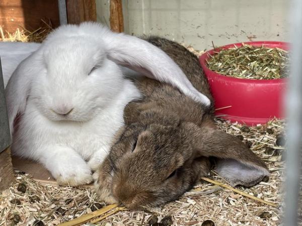 Image 2 of Bonded pair of French lop does