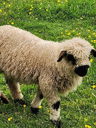 Image 1 of Valais Blacknose Ewe Lambs