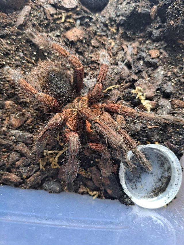 Preview of the first image of Purple Bloom Tarantula Adult.