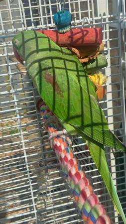 Image 3 of Hand tame young alexandrine parrot
