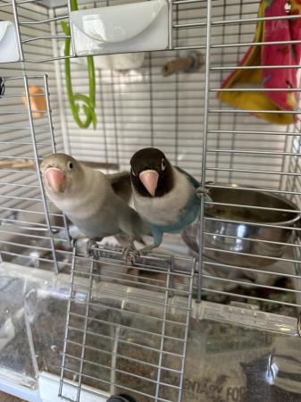 Image 5 of Pair of masked lovebirds for sale